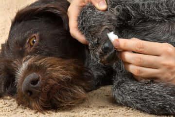 Hygiène et soins doux pour chiens exigeants - DOG DéliCAT