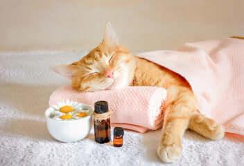 Hygiène et soins pour chats – santé, douceur & confort - DOG DéliCAT