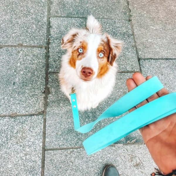 Laisses pour chiens – confort, style et liberté de mouvement - DOG DéliCAT