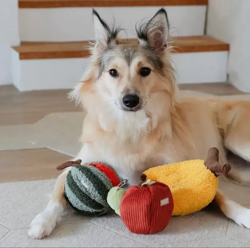 LAMBWOLF - Des Accessoires Innovants pour Chiens - DOG DéliCAT
