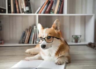 Livres sur les chiens – éducation, albums jeunesse et romans - DOG DéliCAT