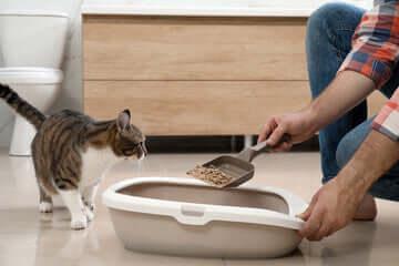 Maisons de toilette & litières pour chats – hygiène & style - DOG DéliCAT