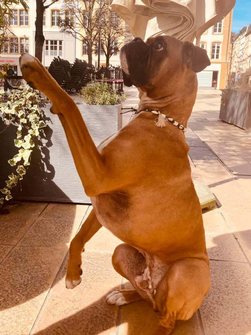 Médailles et bijoux pour chiens – élégance et utilité - DOG DéliCAT