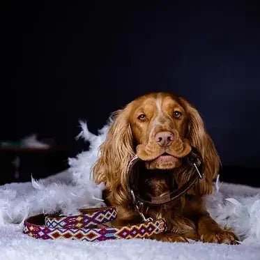 MEXIE - Accessoires artisanaux inspirés du Mexique pour chiens - DOG DéliCAT