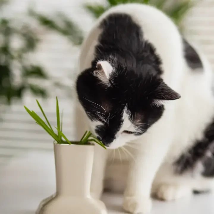 MIAUSTORE - Accessoires Innovants en céramique pour Chats - DOG DéliCAT