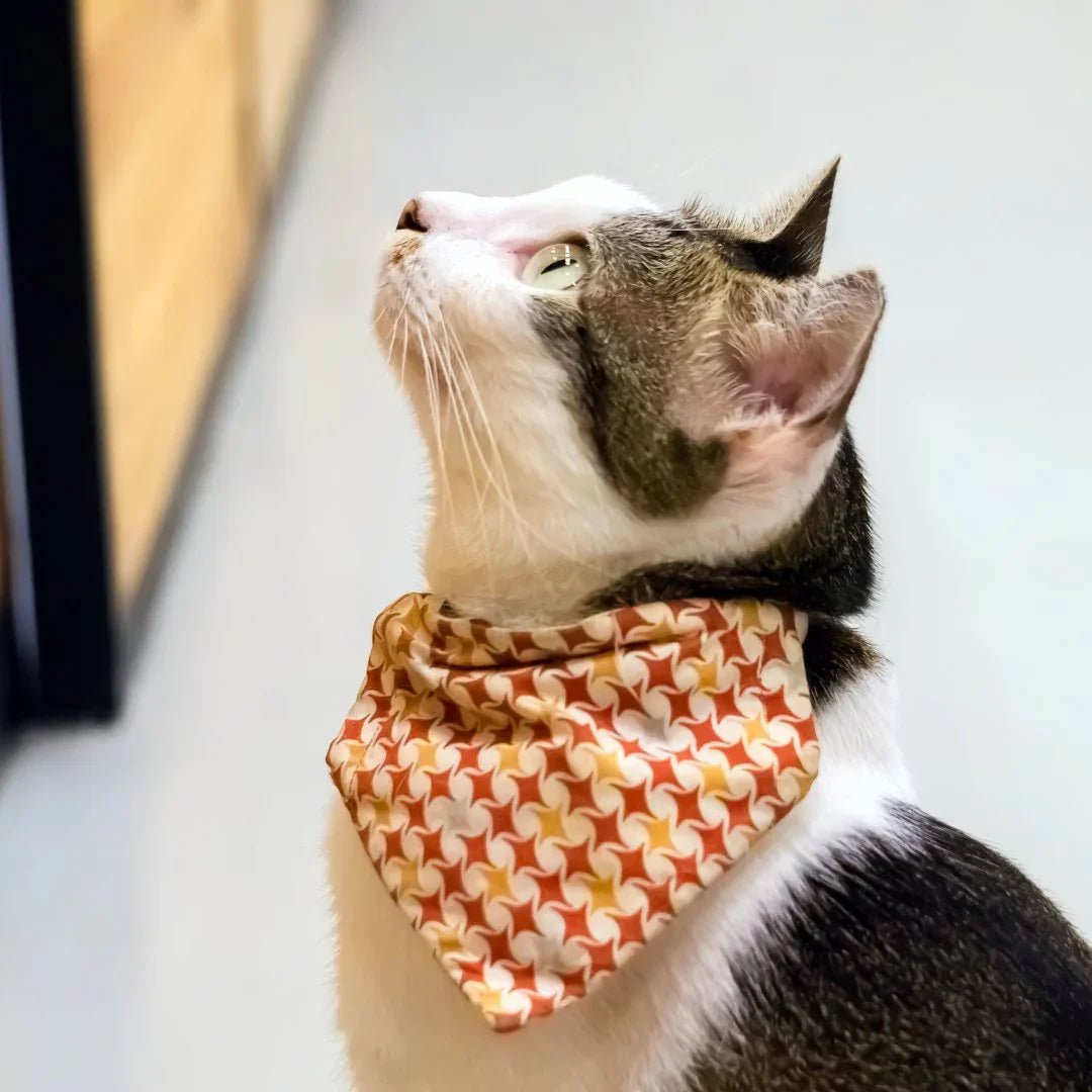 Nœuds et bandanas pour chats – style en toute occasion - DOG DéliCAT