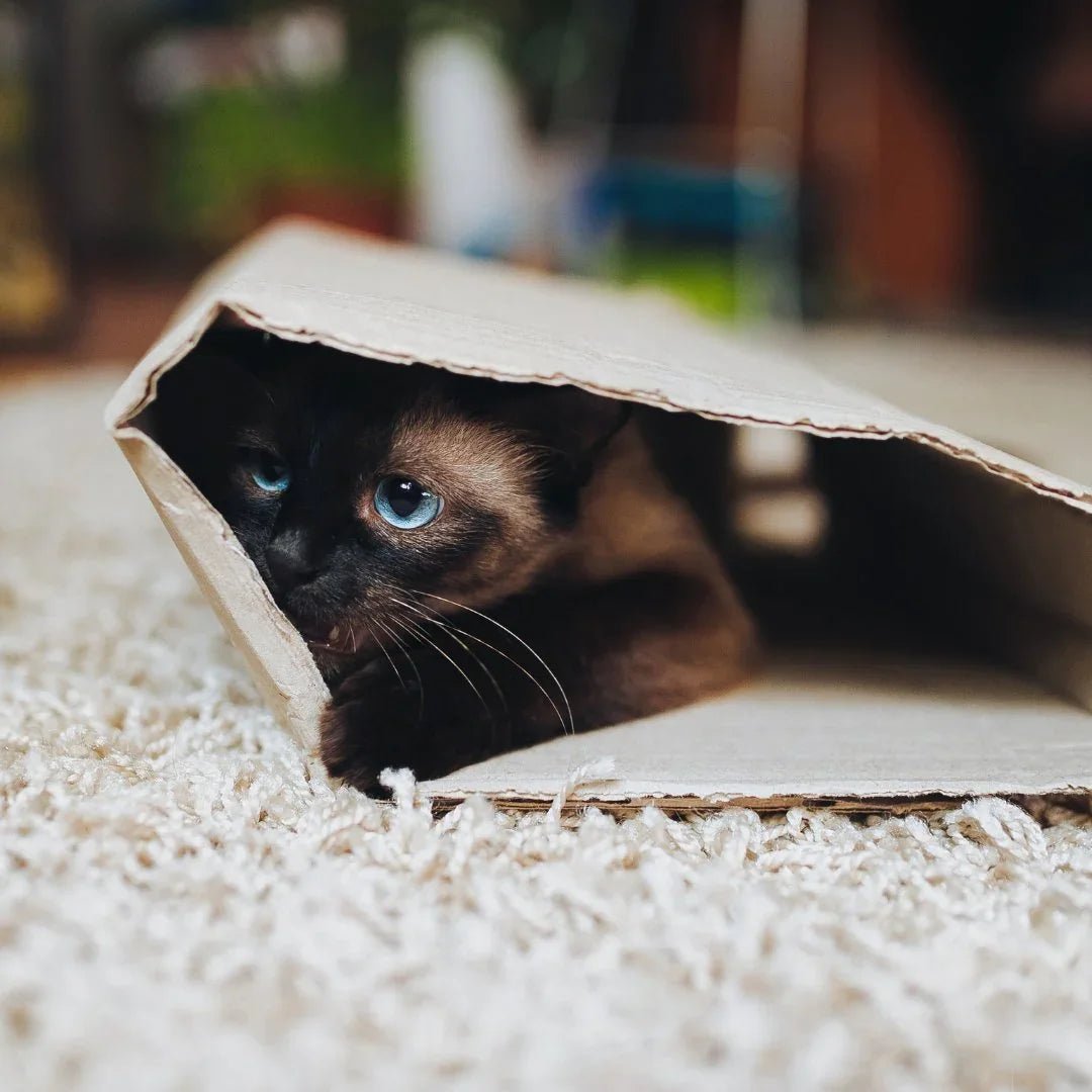 PIÈCE DE VIE CHAT – Arbres à chat design, jeux et jouets et déco raffinée - DOG DéliCAT
