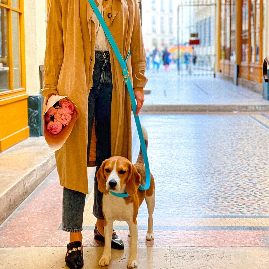 POP DOG - Accessoires Pops pour chiens et maîtres stylés - DOG DéliCAT