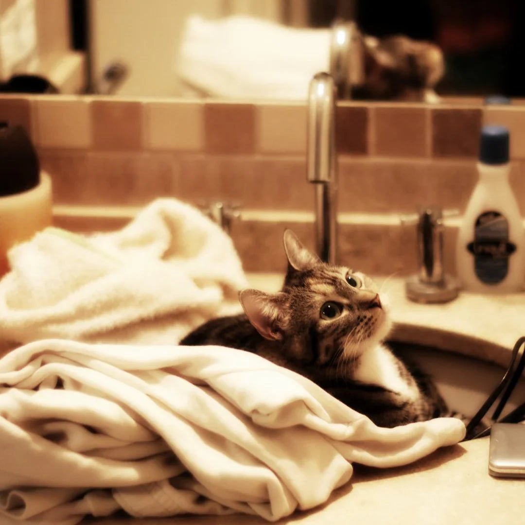 SALLE DE BAIN CHAT – Hygiène naturelle, litière saine et accessoires de soin - DOG DéliCAT