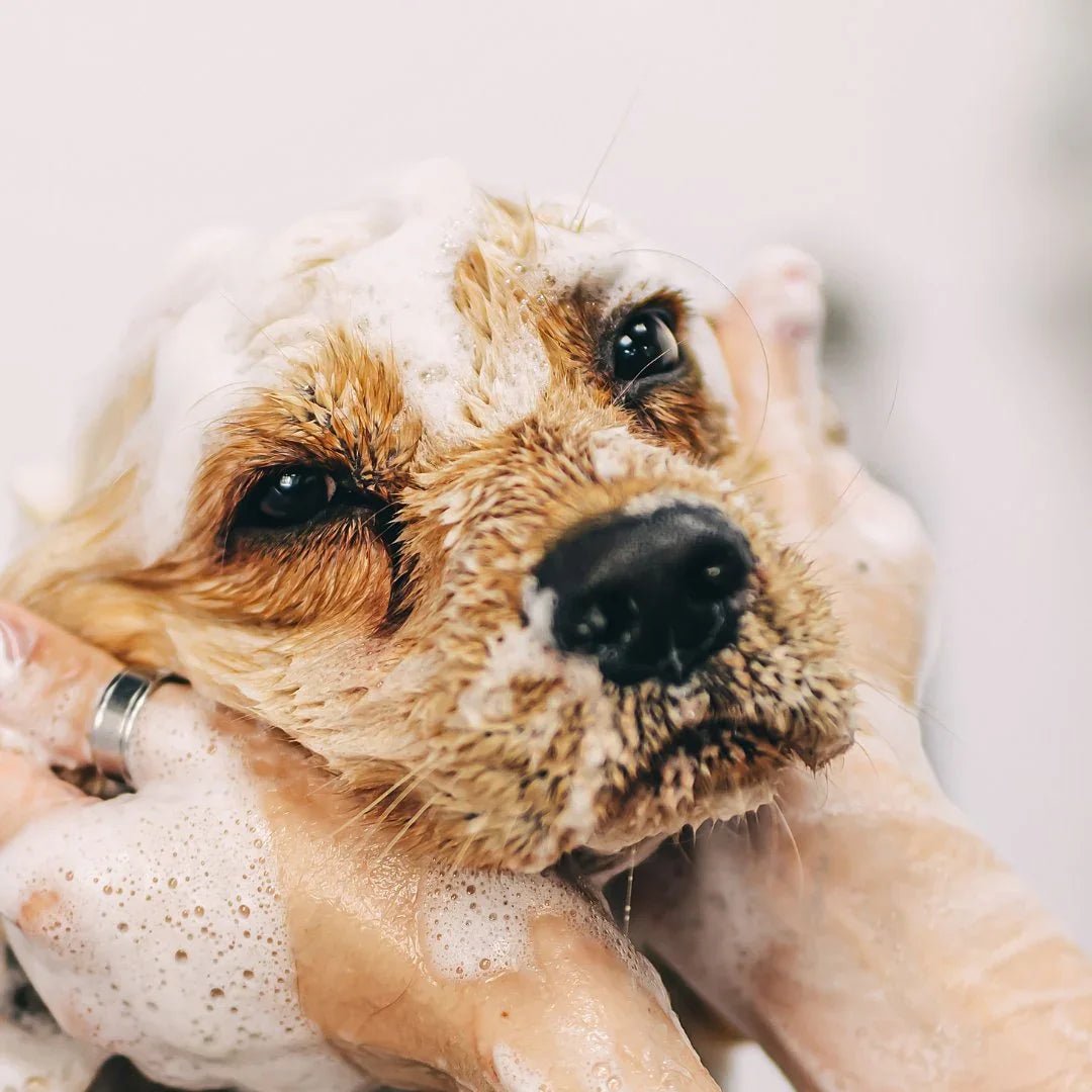 SALLE DE BAIN CHIEN – Soins naturels, hygiène douce et rituels bien-être - DOG DéliCAT