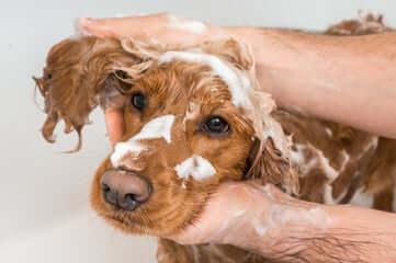 Shampoings naturels et soins lavants pour chiens - DOG DéliCAT