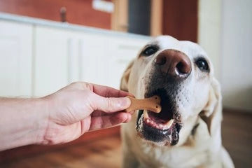 friandises pour chiens