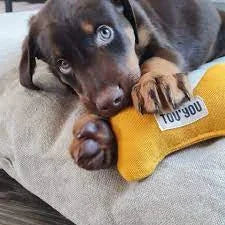 TOU'YOU : Qualité & Style Made in France pour Votre Chien - DOG DéliCAT