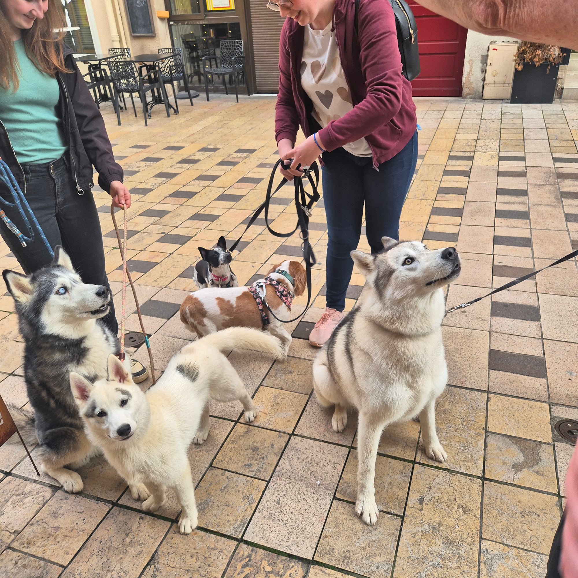 Balade éducative chien Thionville – DOG DéliCAT & Aliénor.dog