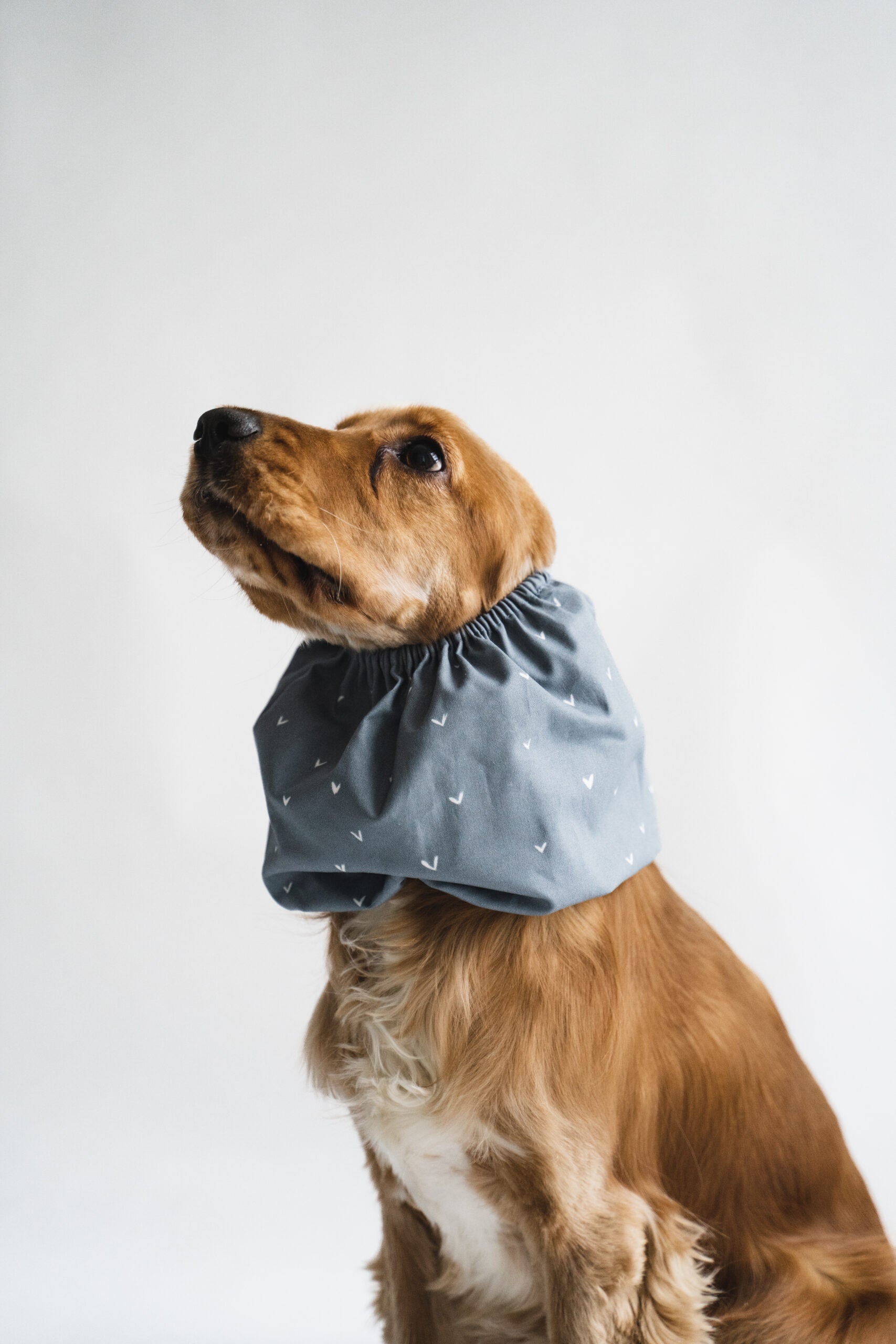 Snood Denim Hearts pour chiens, coton bio bleu jean à petits cœurs blancs, protège les longues oreilles des Cockers et autres races.