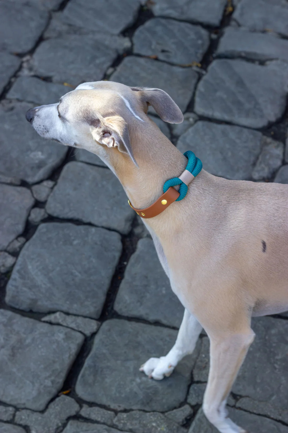 collier biothane camel solide pour chien