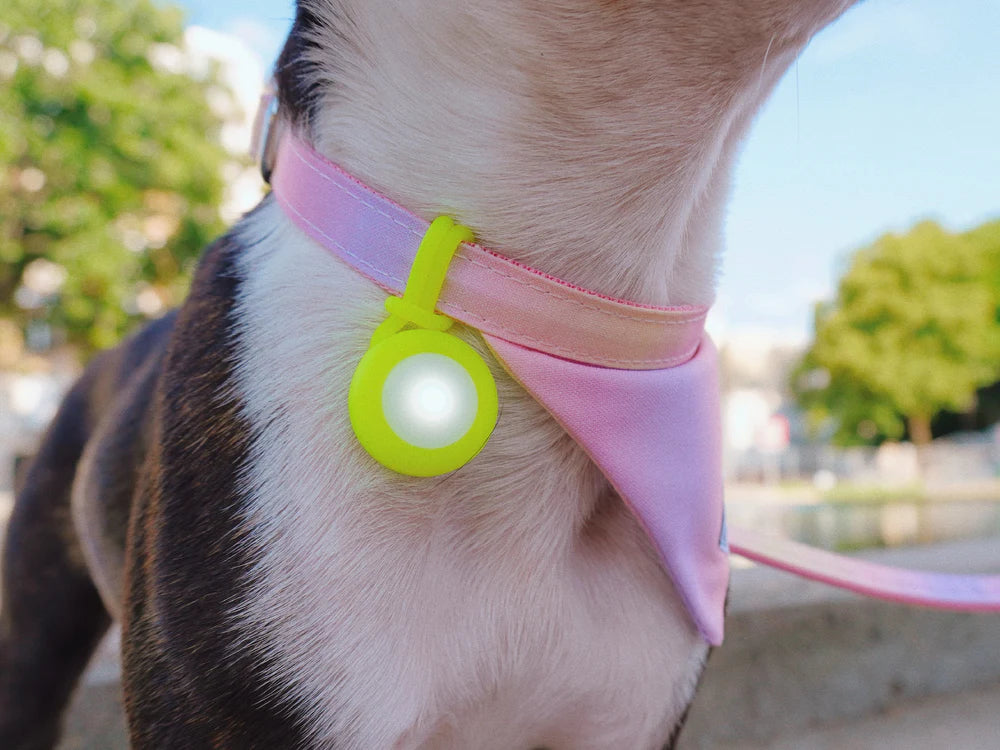 Un chien portant fièrement le pendentif lumineux Bandit, disponible chez DOG DELICAT - Soyez visible, soyez élégant !