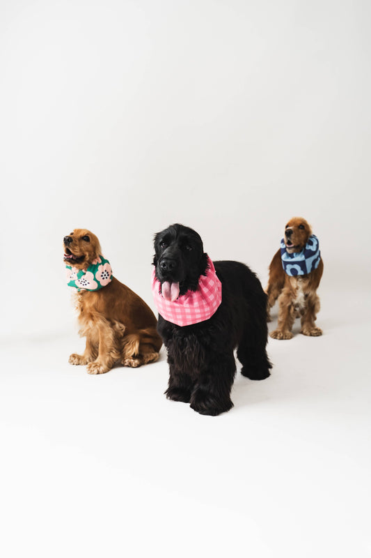 Snood Dots pour chiens, coton black & tan, idéal pour protéger les longues oreilles des chiens comme les Cocker Spaniels.