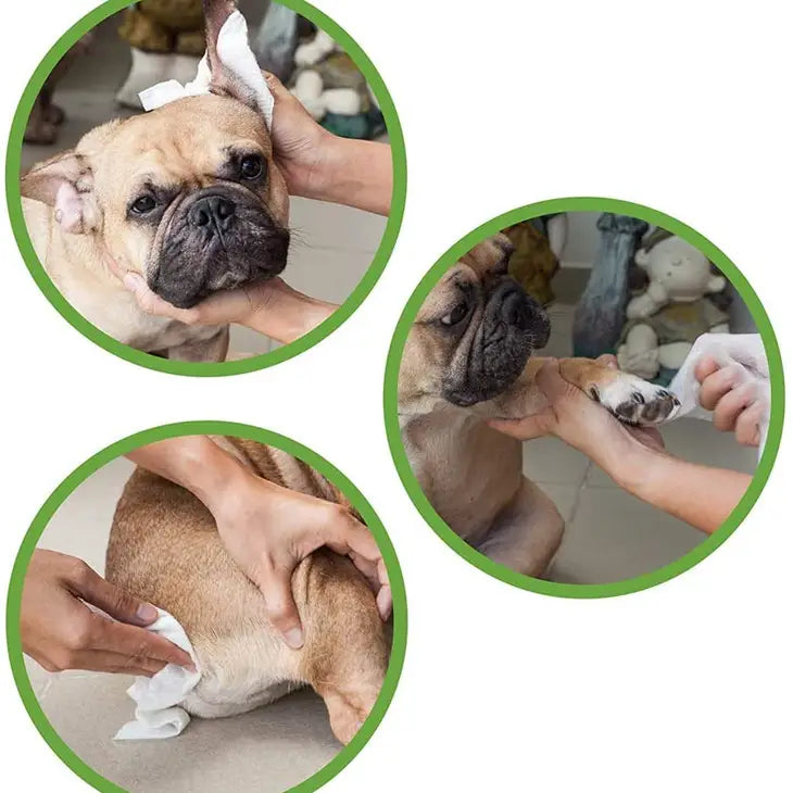 Lingettes Humides Eco PetWipes pour Chiens et Chats - Nettoyez efficacement votre animal tout en préservant l'environnement. Lingettes biodégradables au thé vert et à la chlorhexidine. 30 lingettes par paquet. Fabriqué par Croci®.