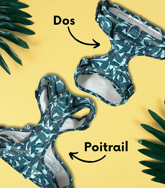 Harnais pour chien anti-traction - Comfy Coconut Arizona Hot Dogs chez DOG DéliCAT
