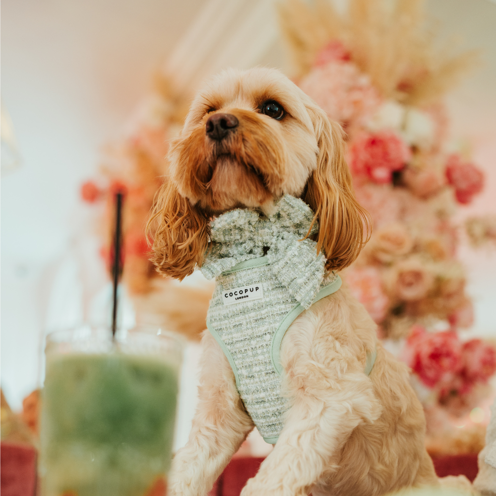 Nœud papillon marin pour chien en tweed texturé matcha