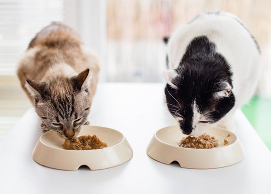 Gamelle Parabolique en Céramique pour Chats