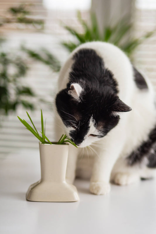 Vase d'Herbe à Chat en Céramique avec Graines et Terre