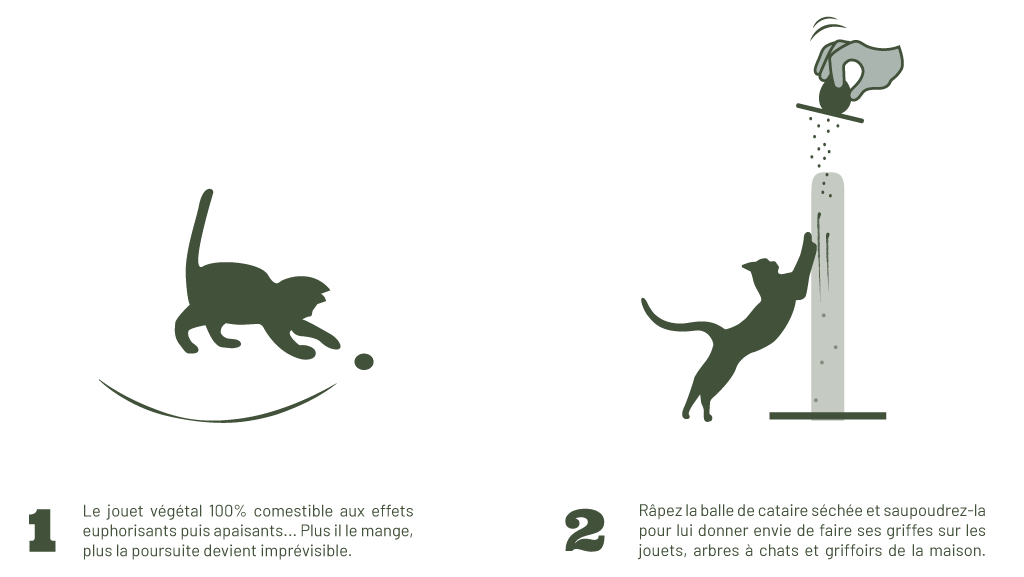 Cataire BIO à râper BOULY sur griffoir et arbre à chat