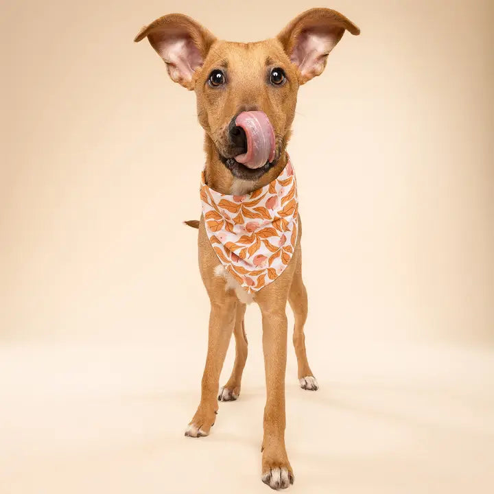 chien portant bandana automnal élégant the paws