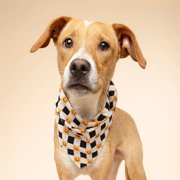chien portant bandana halloween trick or treat