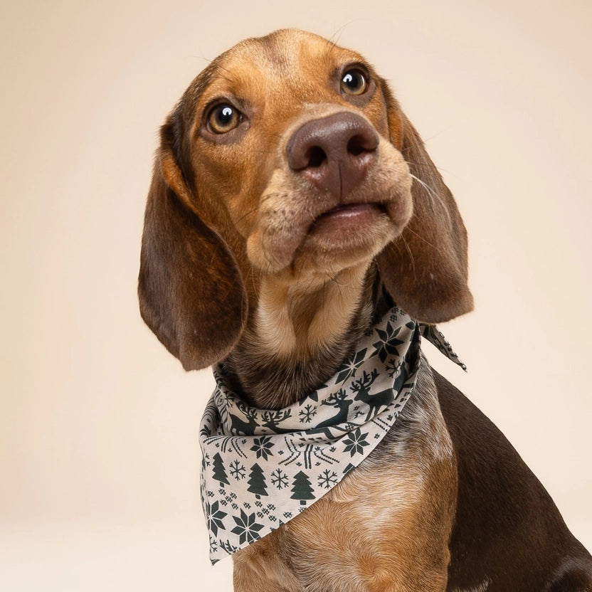 chien portant bandana noël vert forêt
