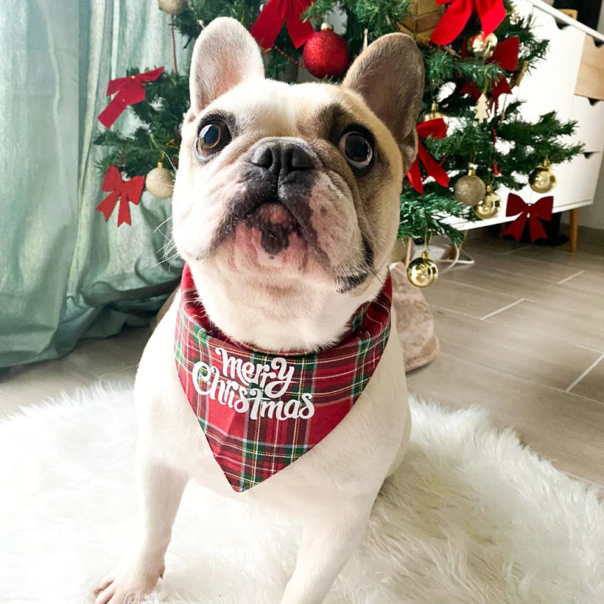Bandana pour chien Merry Christmas d'Arizona Hotdogs, réversible et en coton, avec motifs de Noël et étoiles dorées.