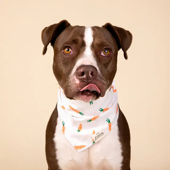 Bandana pour chien motif carottes The Paws, spécial Pâques et printemps