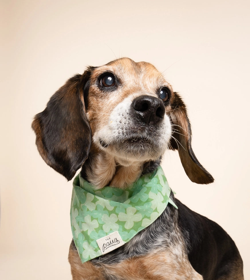 Bandana vert Clover pour chien, The Paws, spécial Saint-Patrick, 100% coton