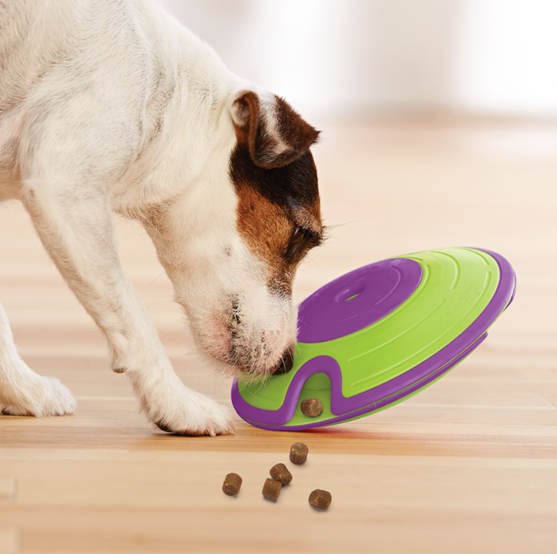 Chien explorant le labyrinthe de friandises pour chiens Nina Ottoson - Niveau 2