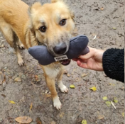 TOU'YOU - Jouet pour chien Nonos Gris Anthracite