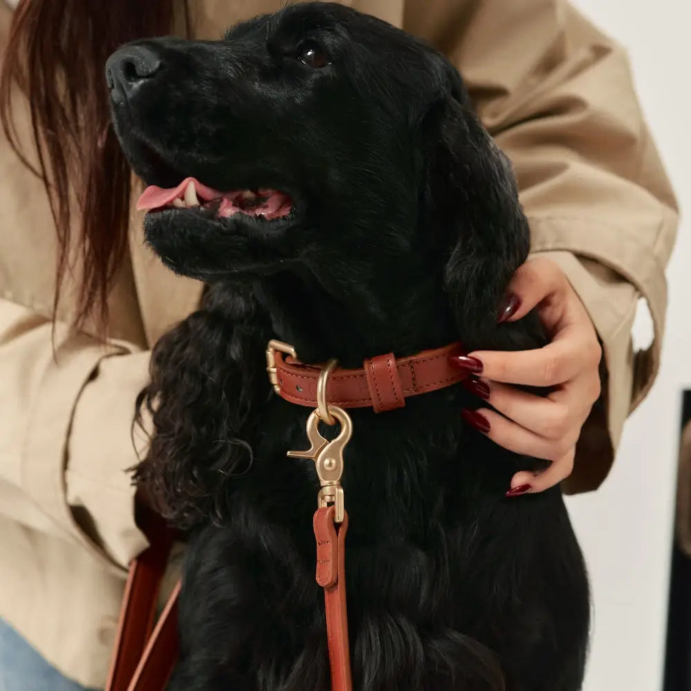 collier chien cuir vegan marron camel cafide jala