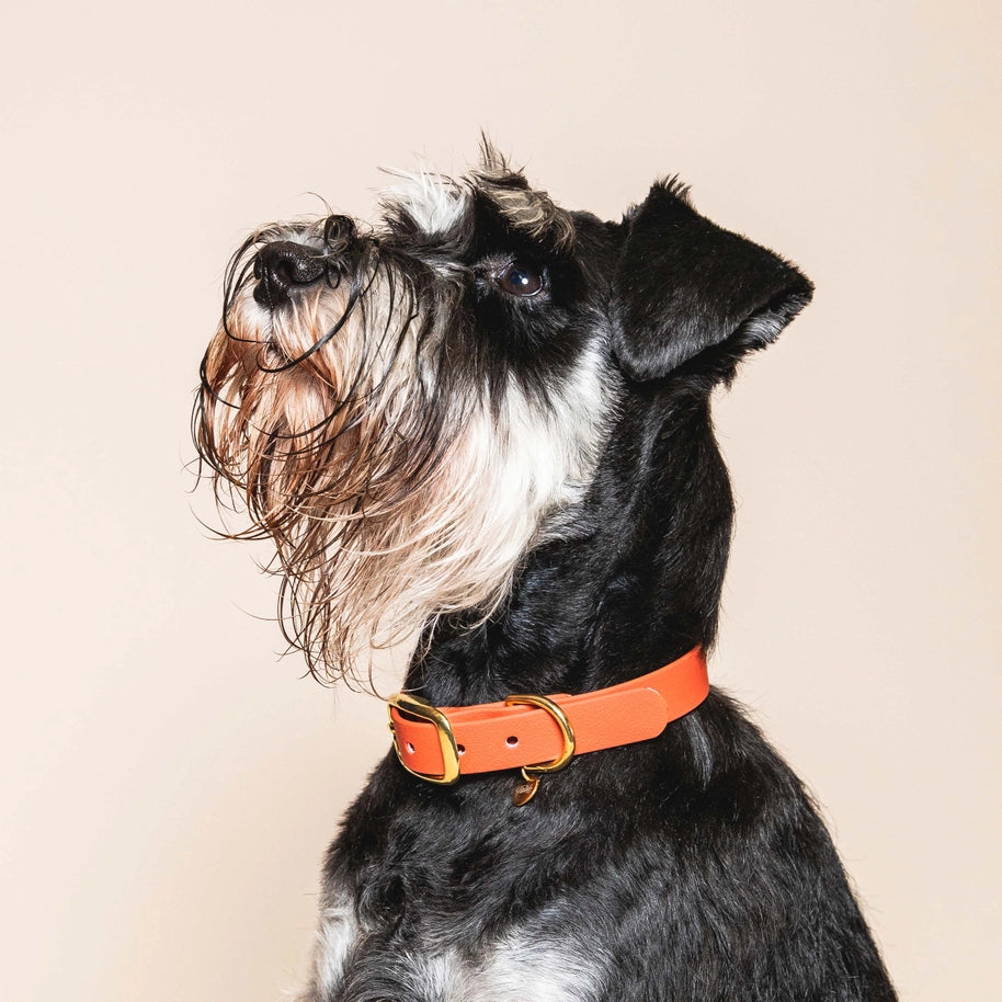 Collier pour chien imperméable Fidèle Paris "L'aventurier" - couleur terracotta avec bouclerie dorée en laiton.