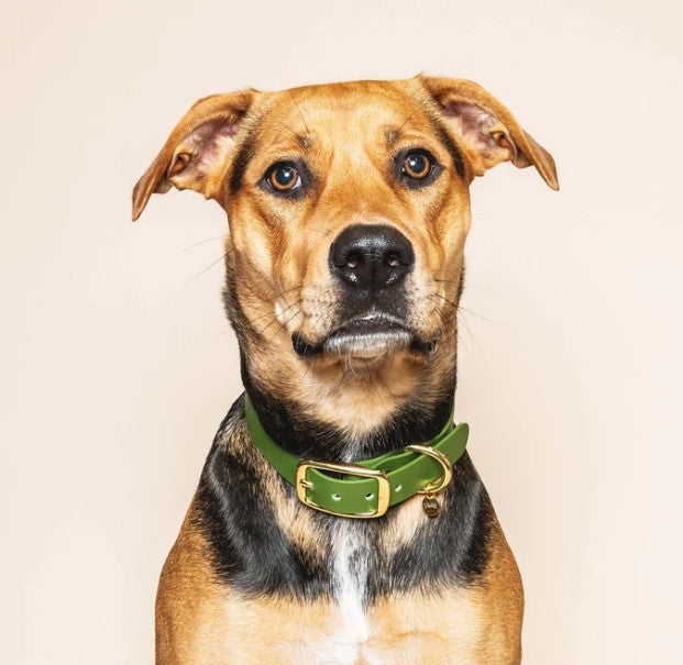 Collier pour chien imperméable Fidèle Paris "L'aventurier" - vert olive avec bouclerie en laiton.