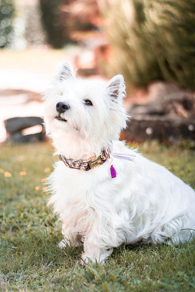 Collier pour chien en tissus premium Amethyste