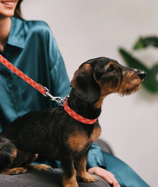 Collier pour chien imprimé Miralles rose et rouge, fait main par Brott à Barcelone