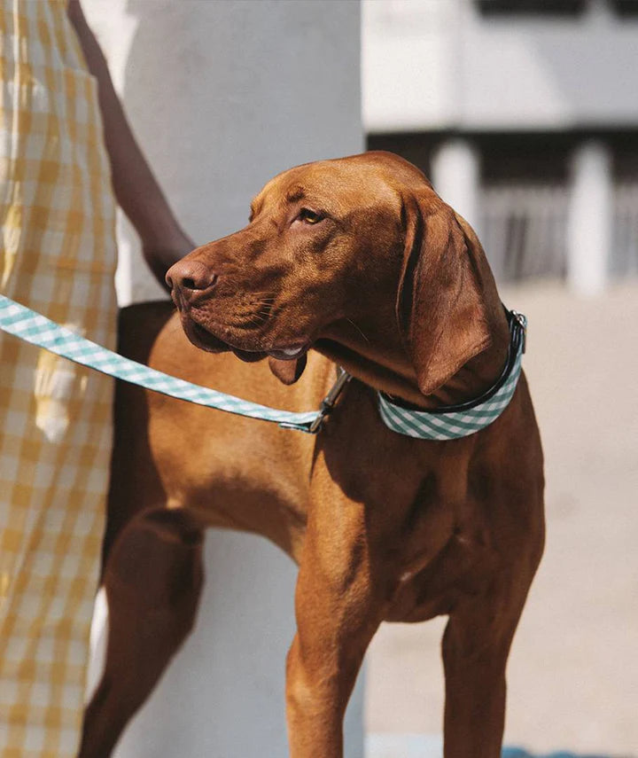 Collier vichy Pedrosa Brott pour chien, fait main à Barcelone