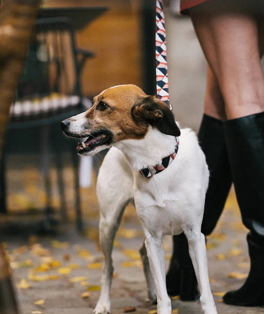 Laisse Riells Brott motifs géométriques pour chien, fait main à Barcelone