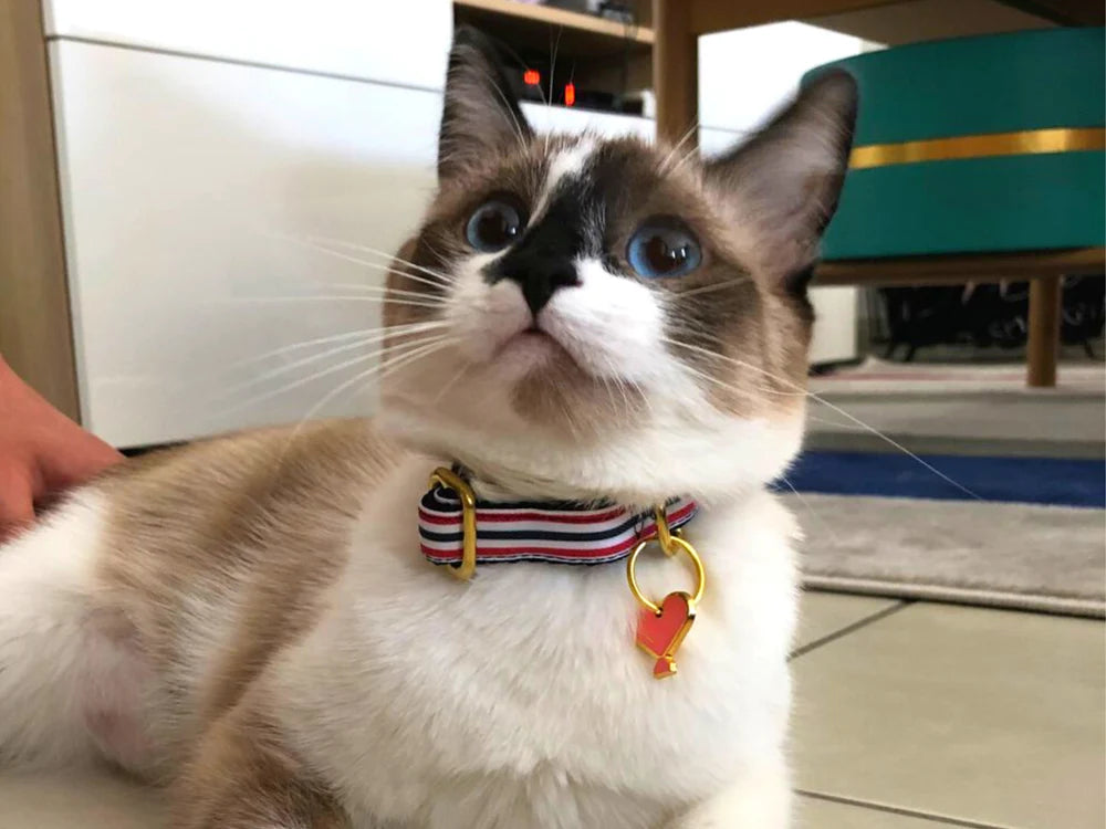 Image mettant en avant un chat élégant portant fièrement le Collier pour Chat Bleu Blanc Rouge The French Banban, prêt à supporter avec style l'équipe de France.