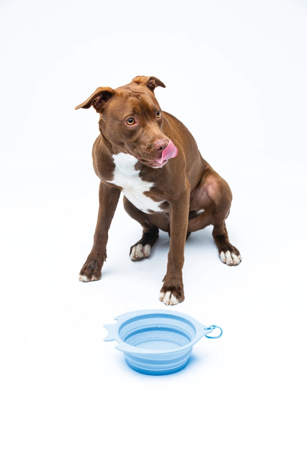 Grande gamelle de voyage pliable bleue design