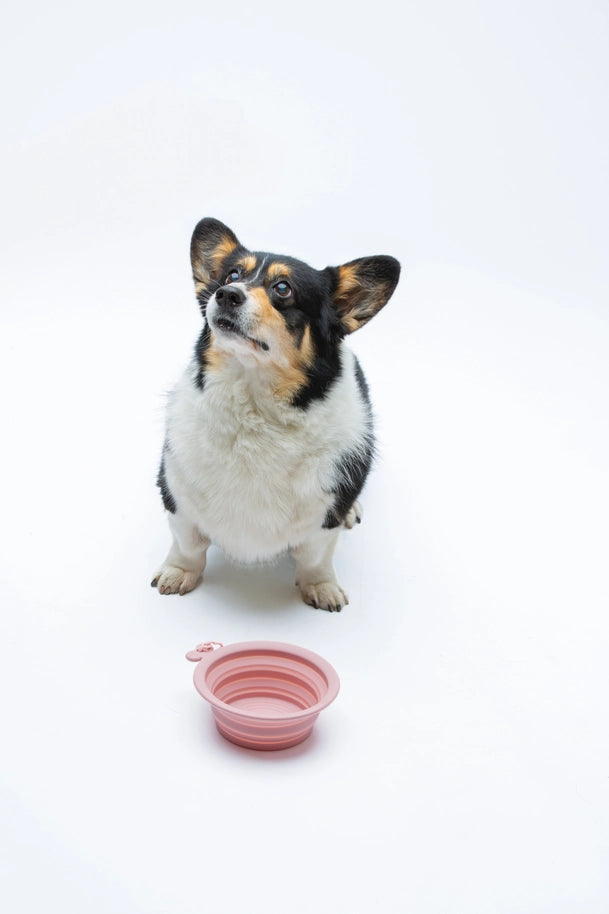 Gamelle de voyage pour chien pliable Rose (750ml)