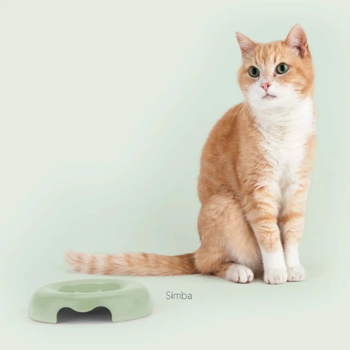 Gamelle Kitty pour chat – bol design à bords bas en plastique recyclé vert