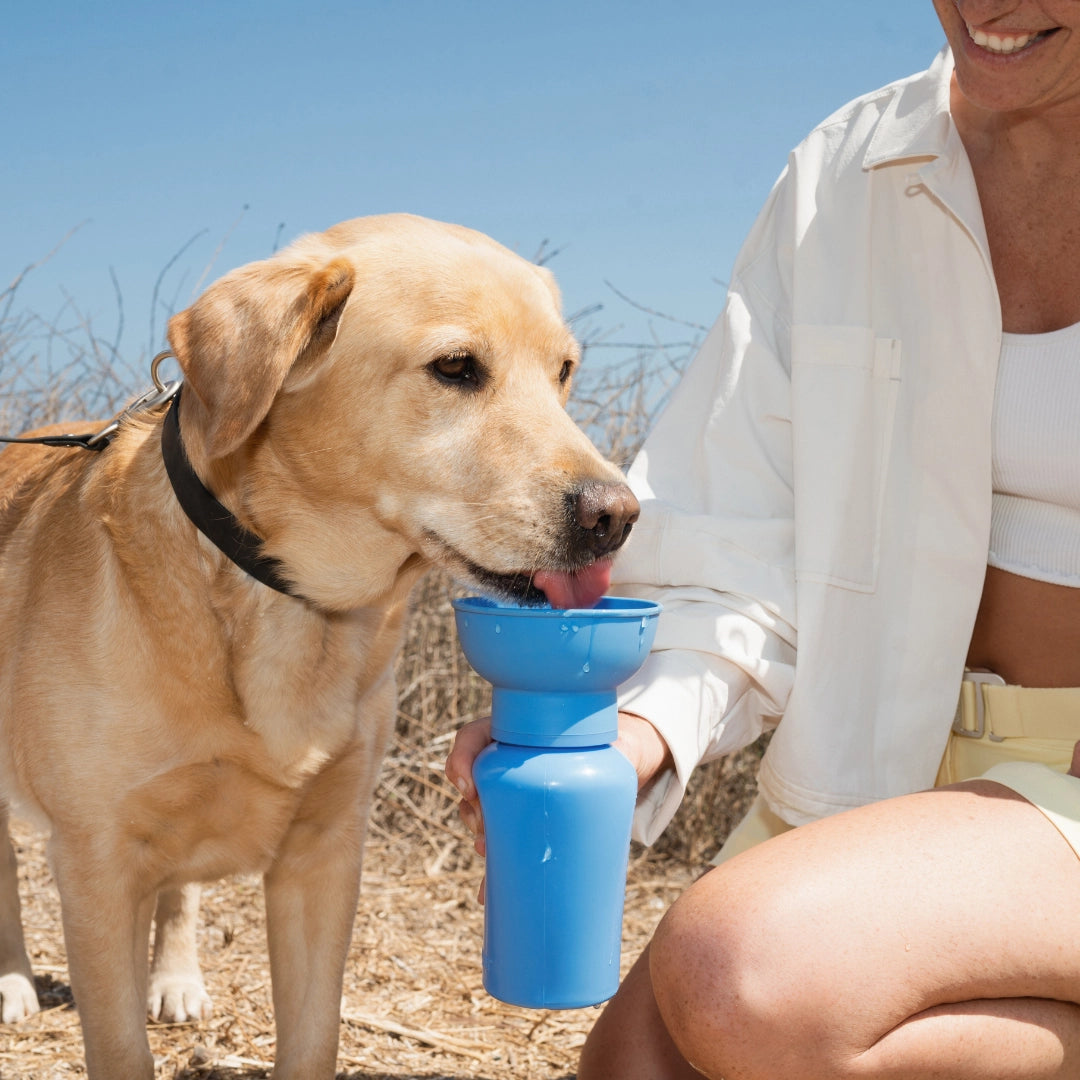 Gourde de voyage pour chien 590 ml – Springer Flip étanche & pliable