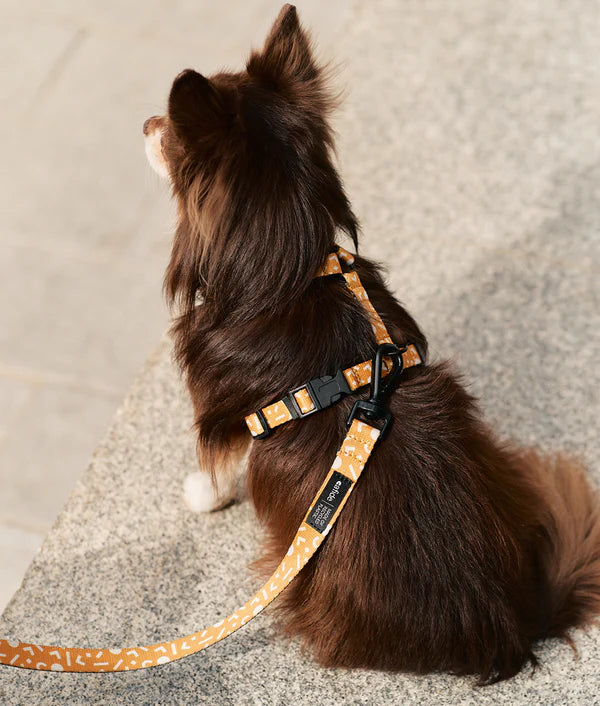 Image d'un chien portant fièrement le Harnais pour chien en Y Menphis jaune moutarde de Cafide, une expression de style et de durabilité.