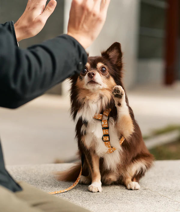 Image d'un chien portant fièrement le Harnais pour chien en Y Menphis jaune moutarde de Cafide, une expression de style et de durabilité.